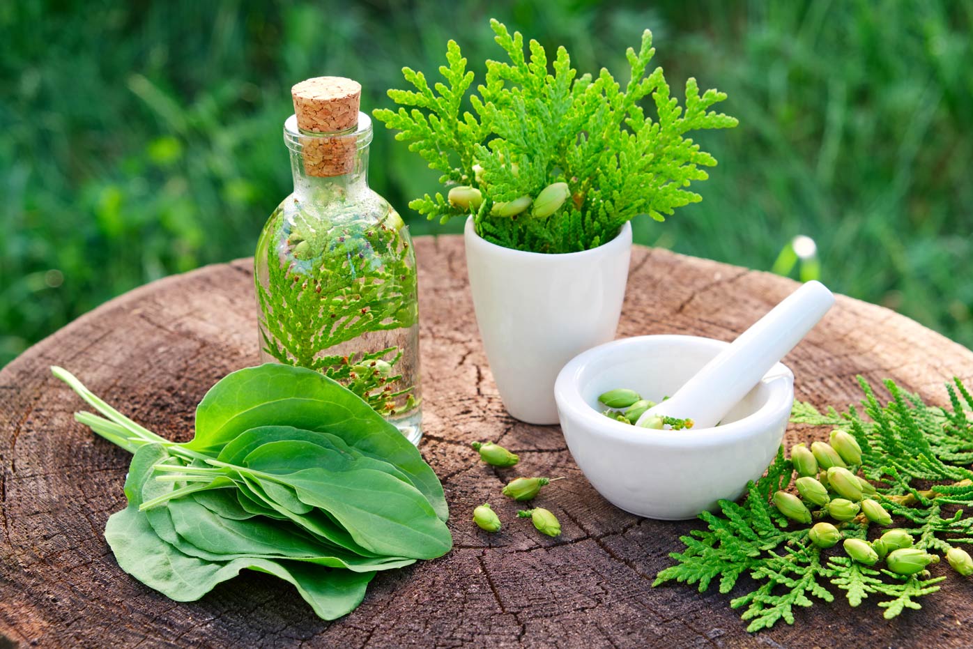 Herbal medicine leaves and tinctures for dentistry